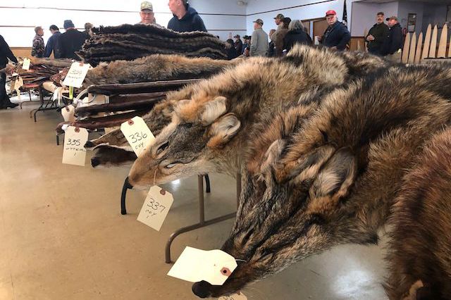 Coyote pelts at a fur auction in Herkimer, New York. On Wednesday, City Council Speaker Corey Johnson proposed banning fur within New York City.